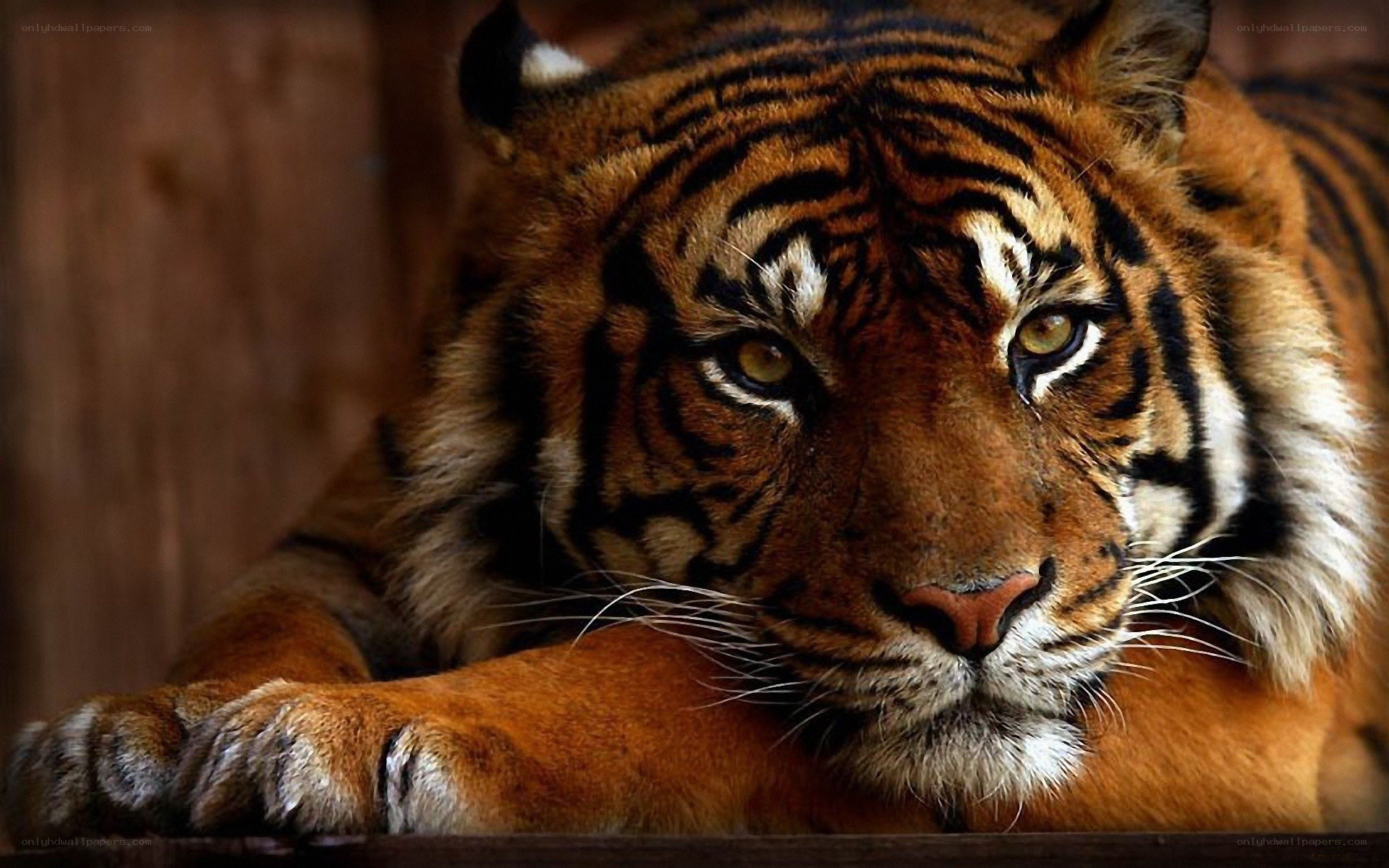 tiger resting in enclosure