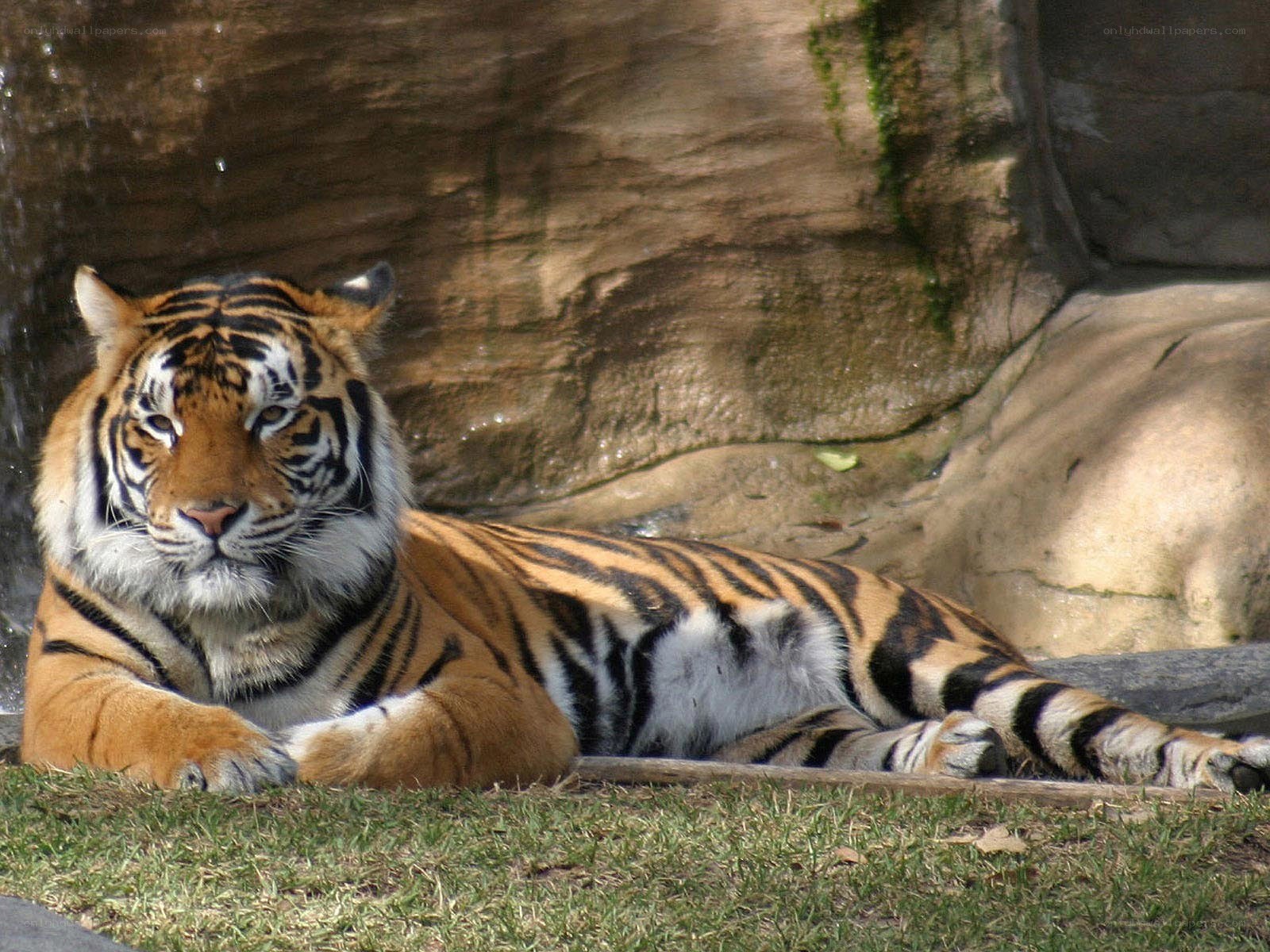 Tiger resting in enclosure