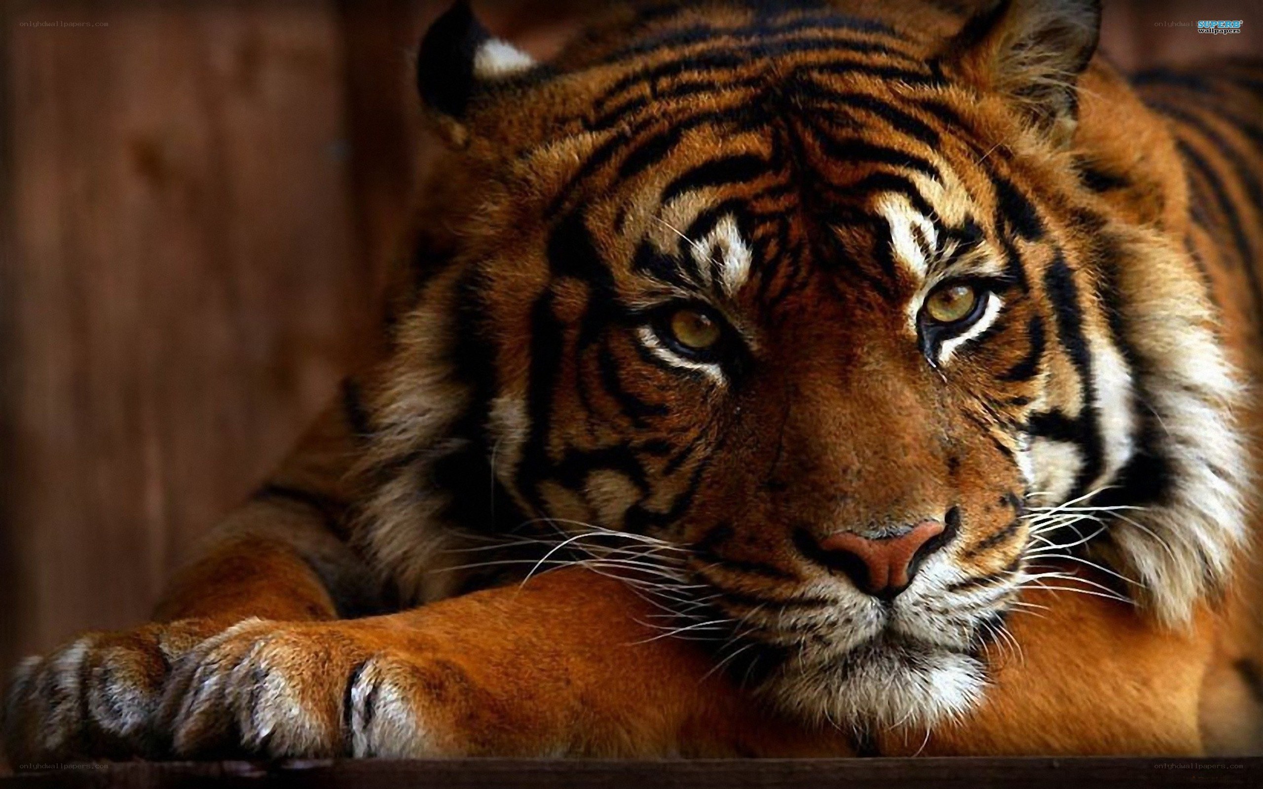 tiger resting in enclosure