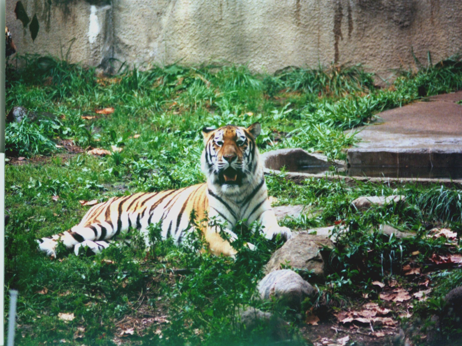 Tiger resting in enclosure