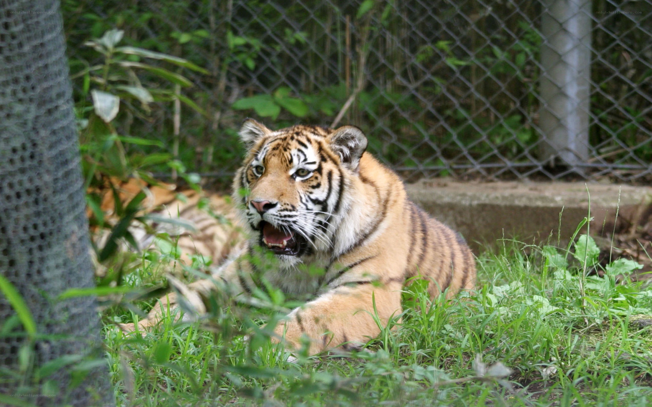 tiger resting in enclosure