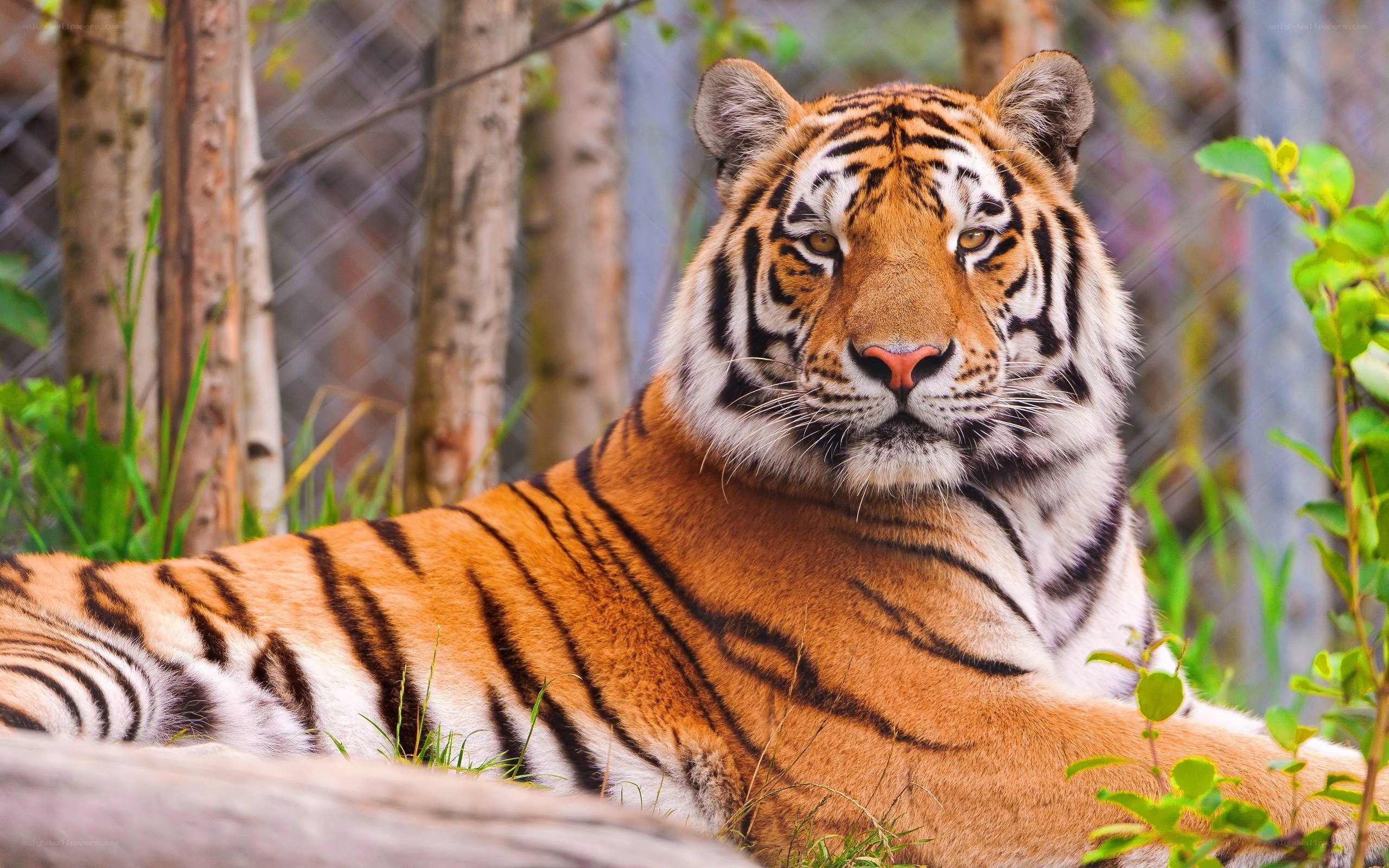 Tiger resting in enclosure