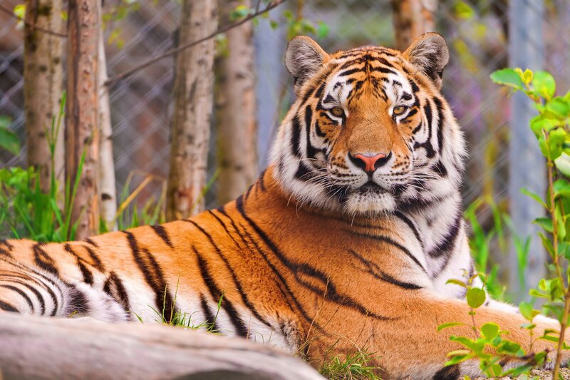 Tiger resting in enclosure