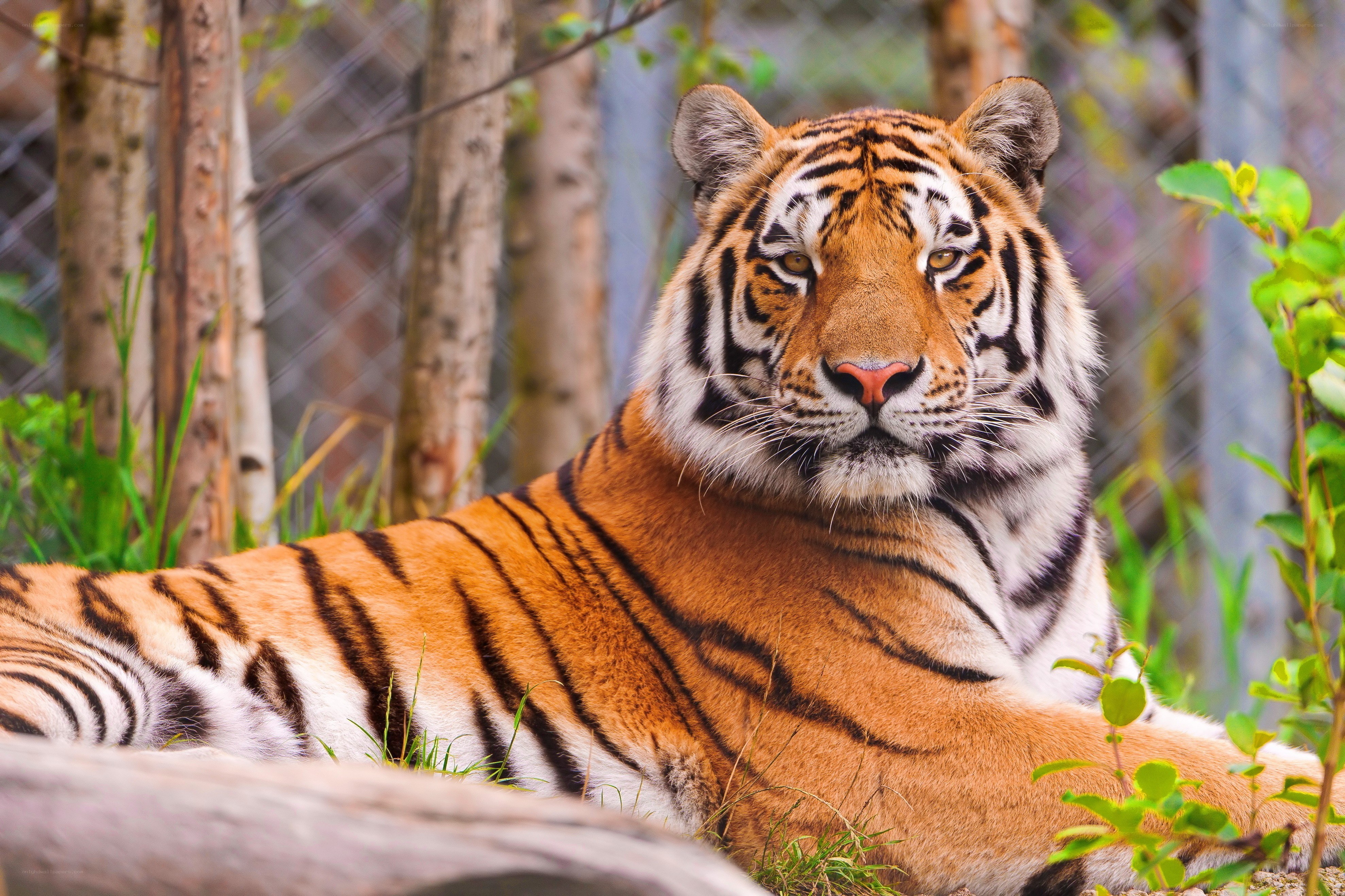 Tiger resting in enclosure