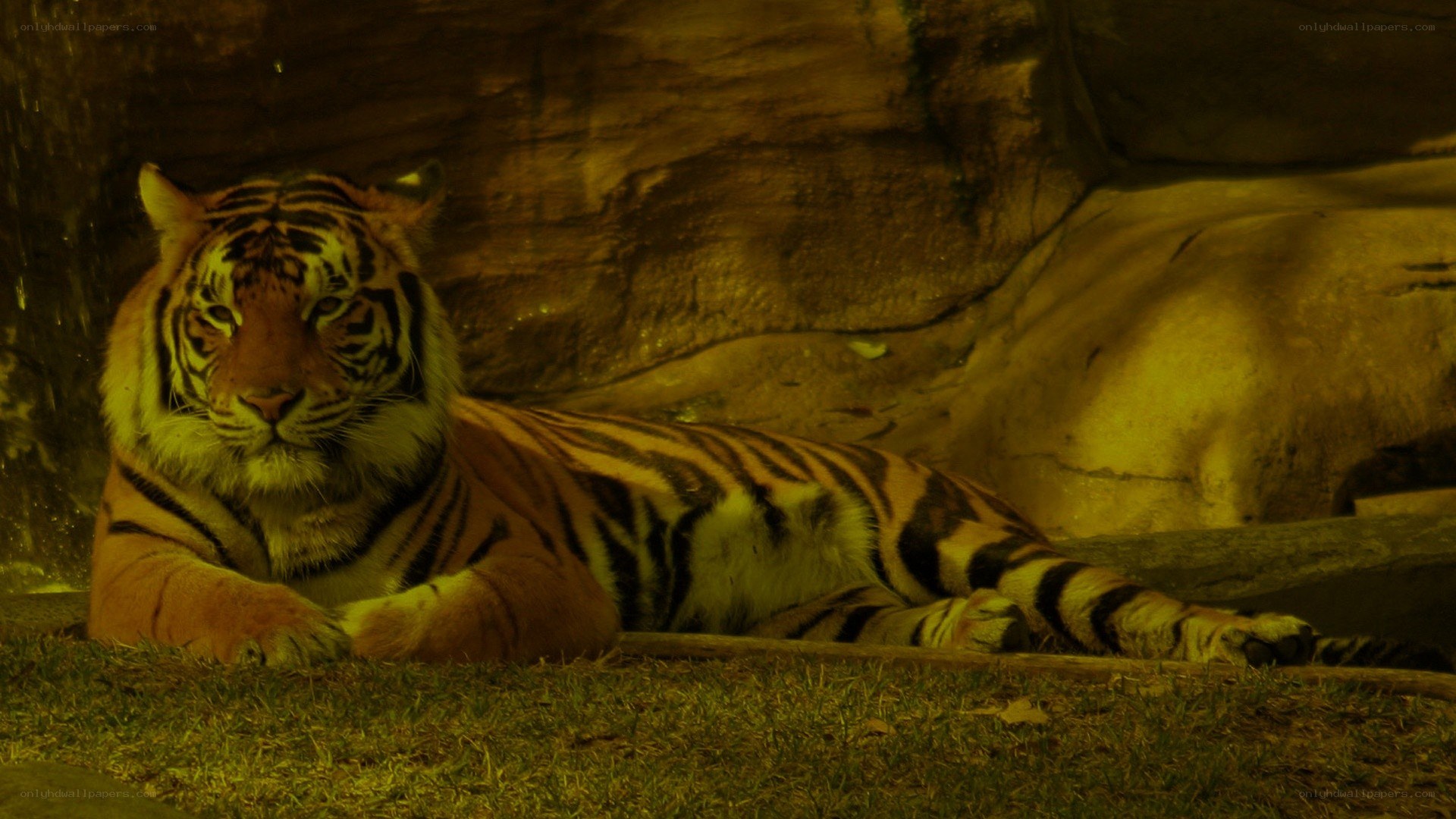 tiger resting in enclosure