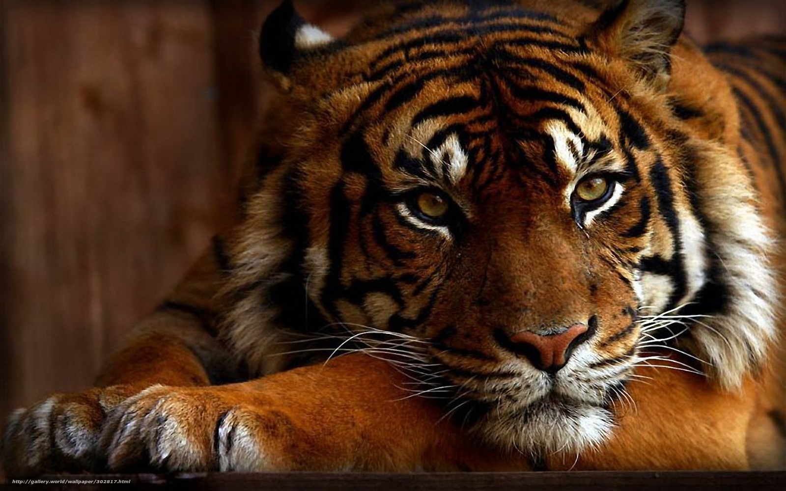 tiger resting in enclosure