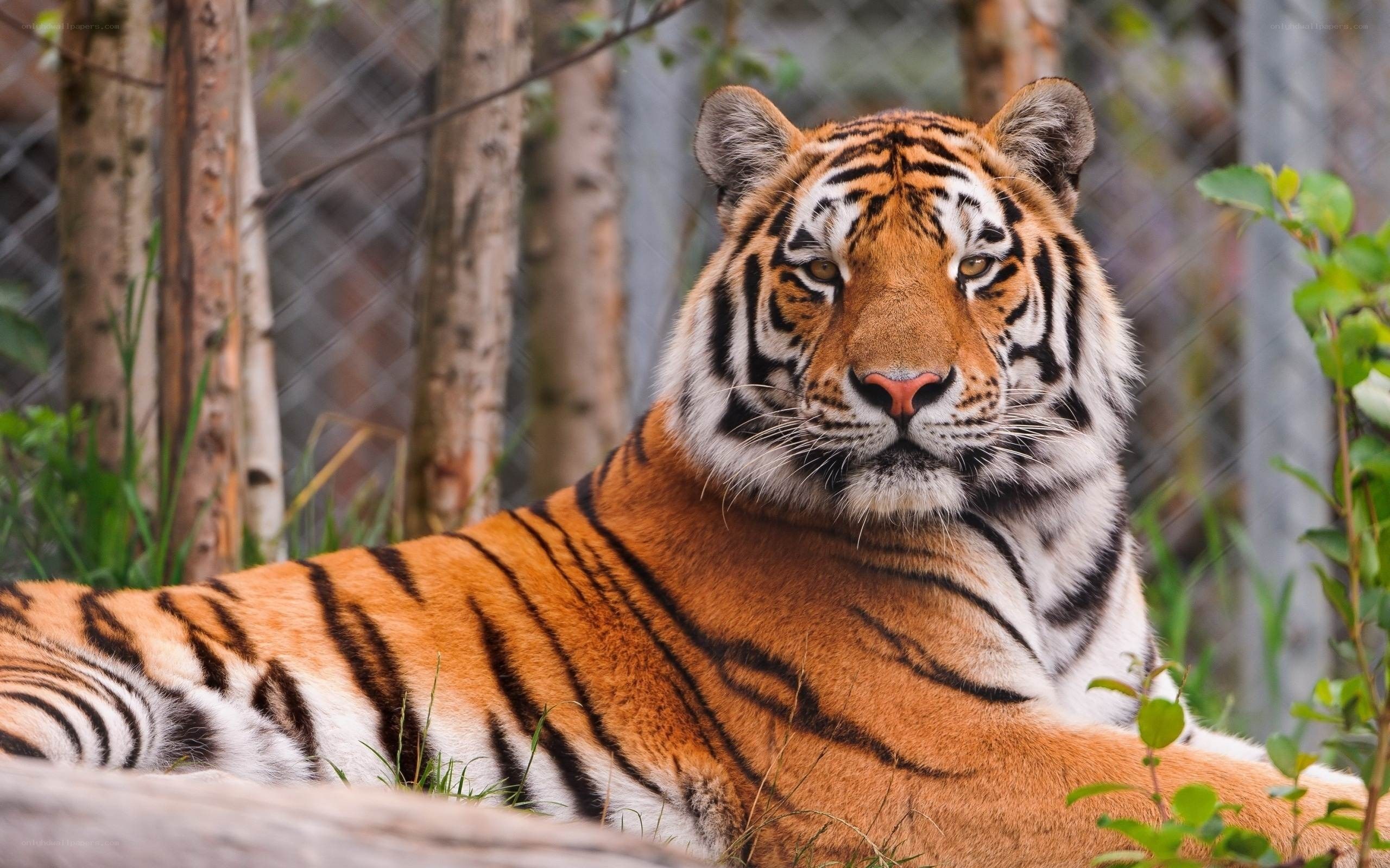 tiger resting in enclosure