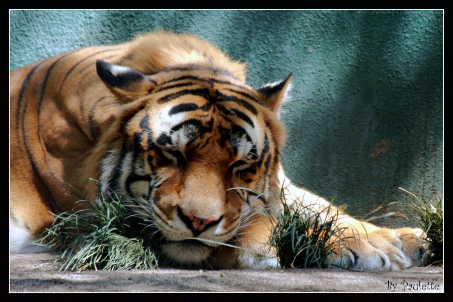 tiger resting in enclosure