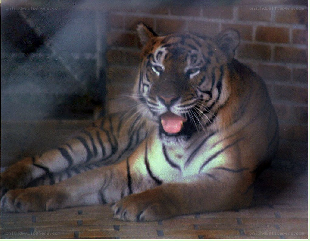 tiger resting in enclosure