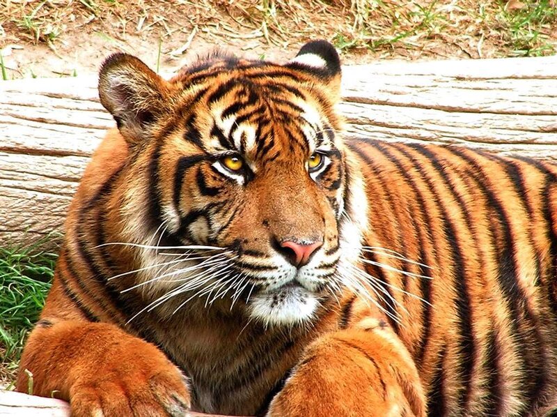 tiger resting in enclosure