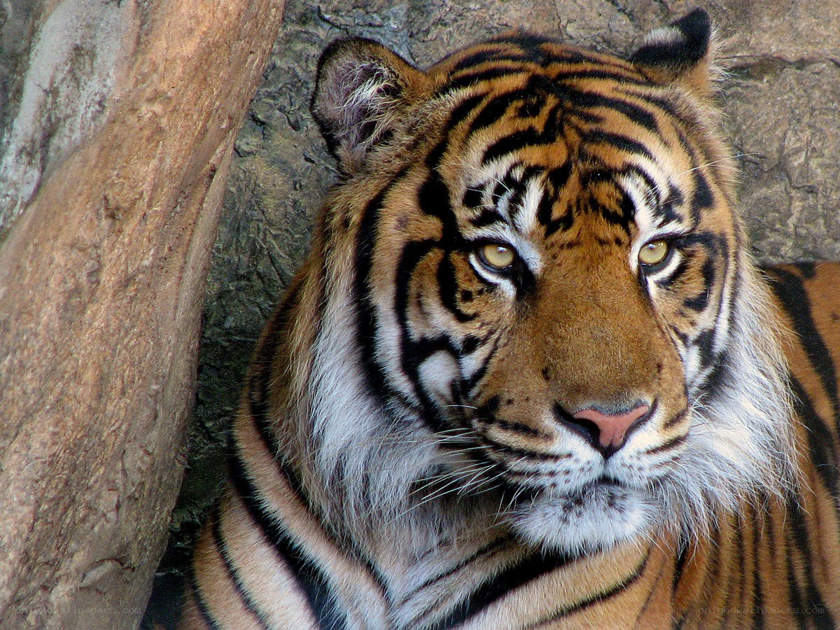 tiger resting in enclosure