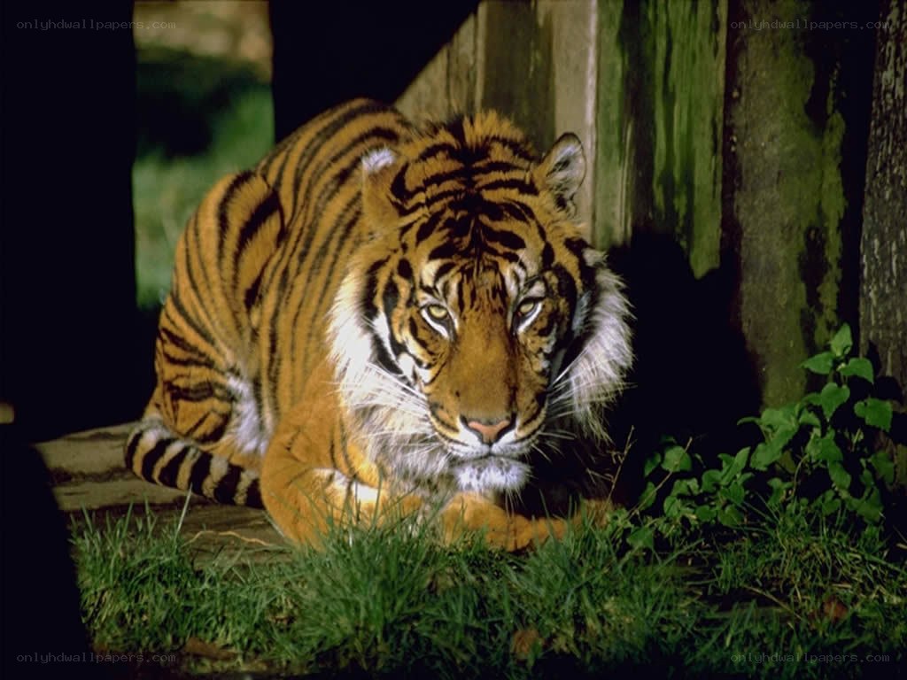 tiger resting in enclosure
