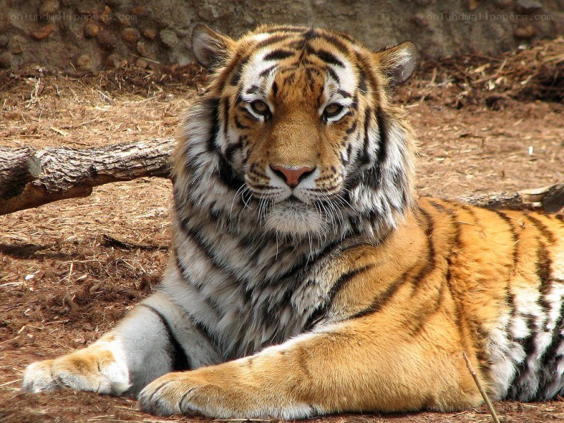 Tiger resting in enclosure
