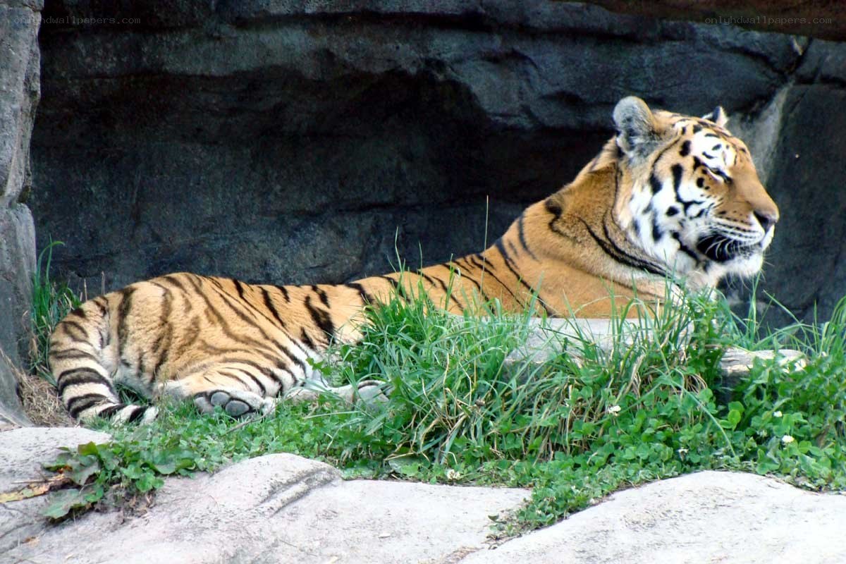 Tiger resting in enclosure