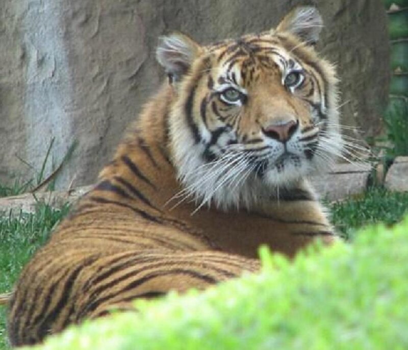 tiger resting in enclosure
