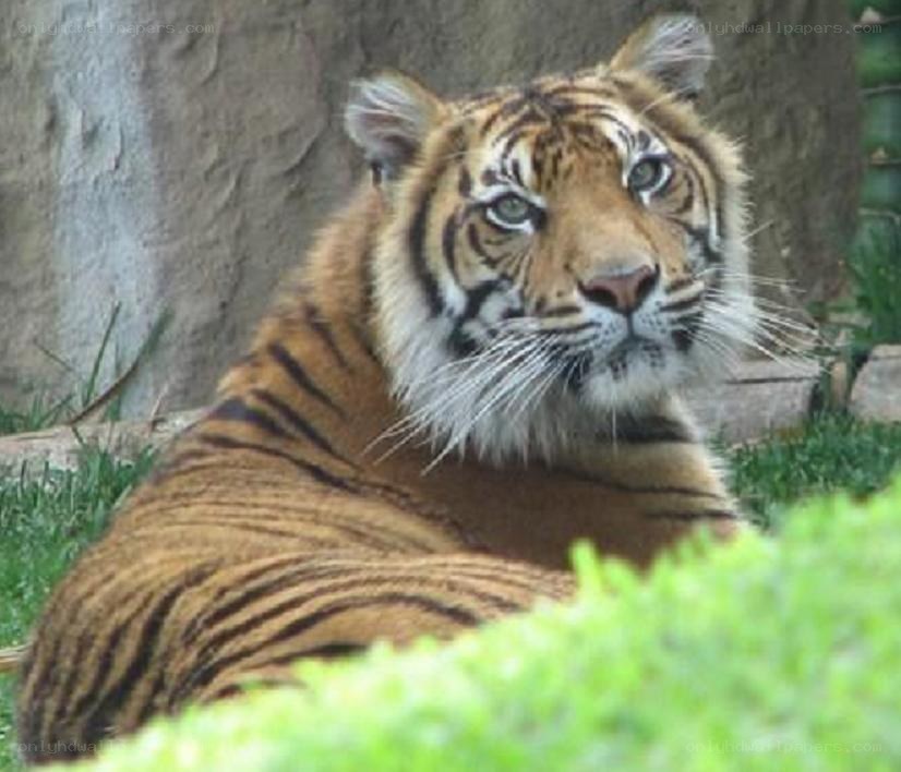 tiger resting in enclosure