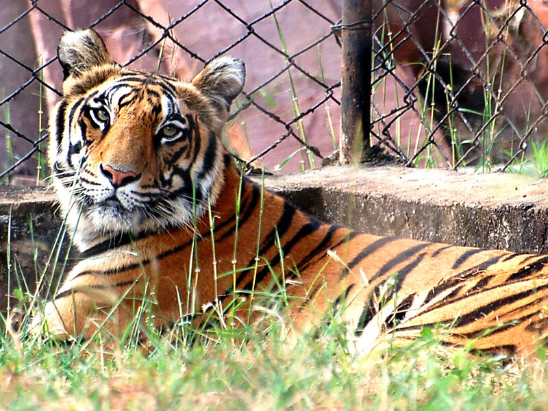 tiger resting in enclosure
