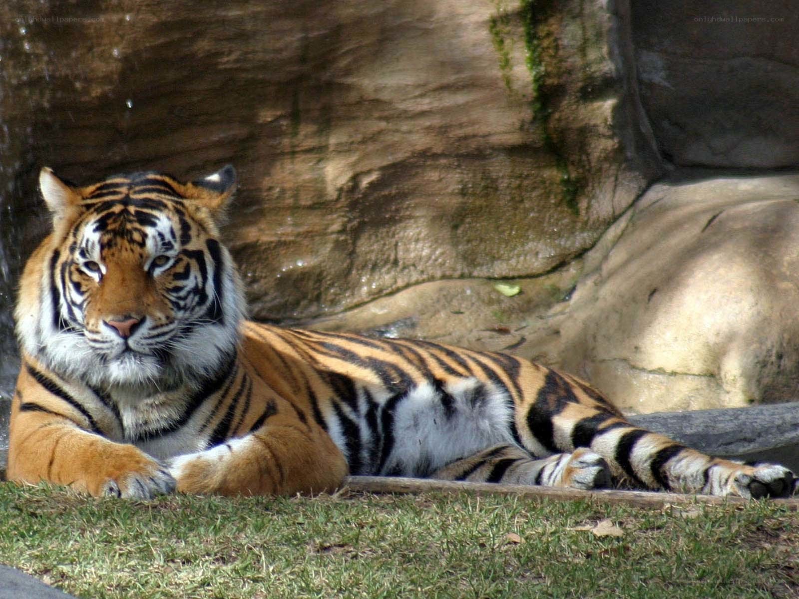 Tiger resting in enclosure