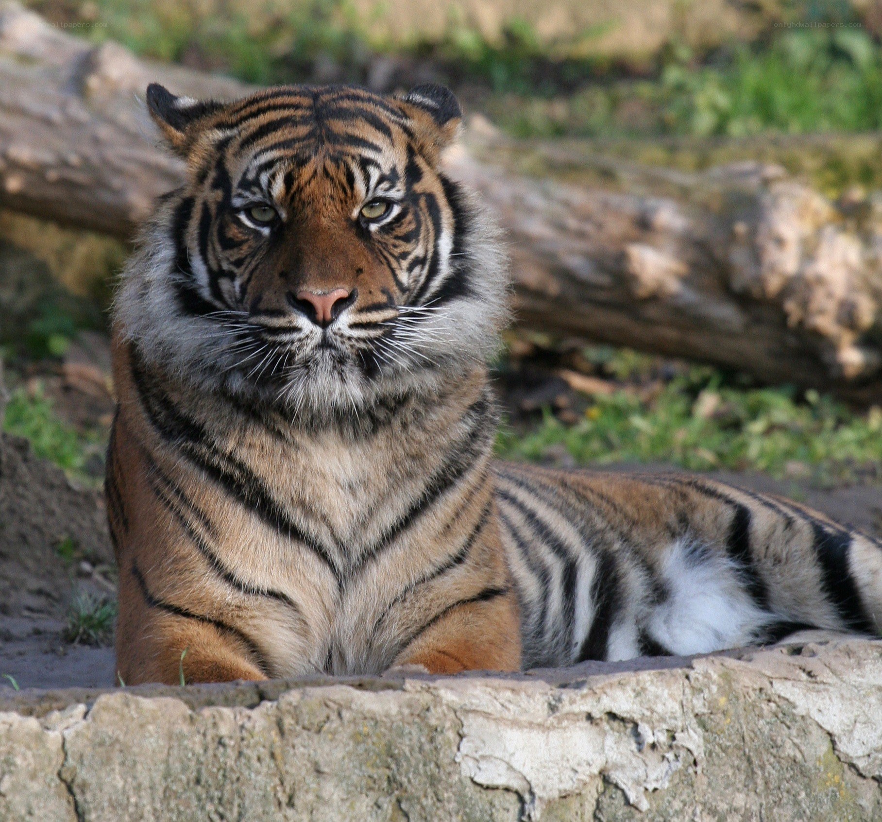 Tiger resting in enclosure