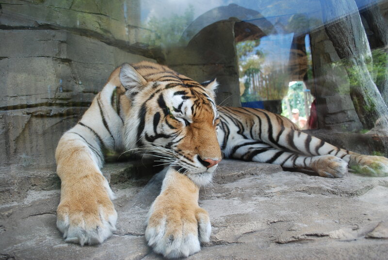 tiger resting in enclosure
