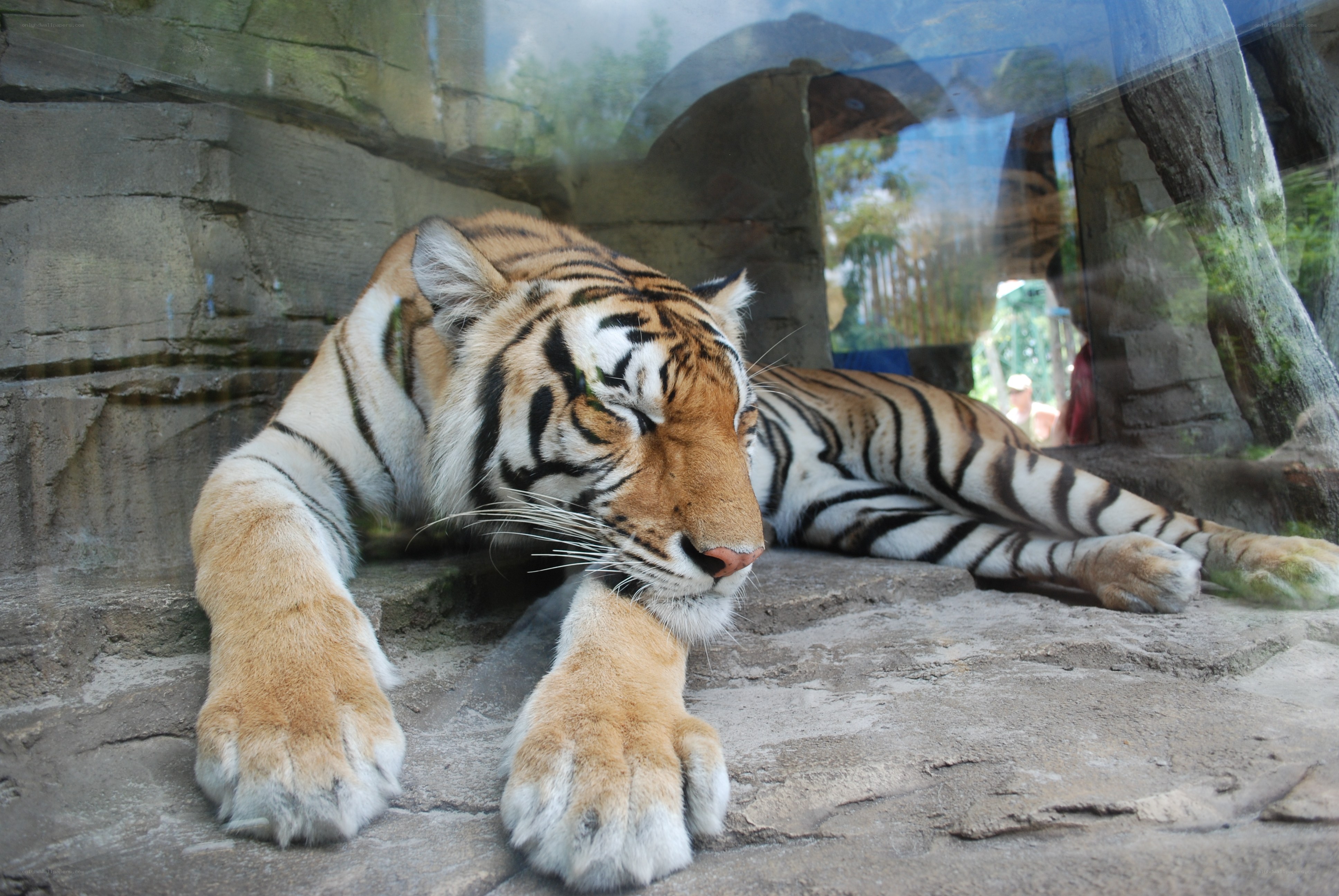 tiger resting in enclosure