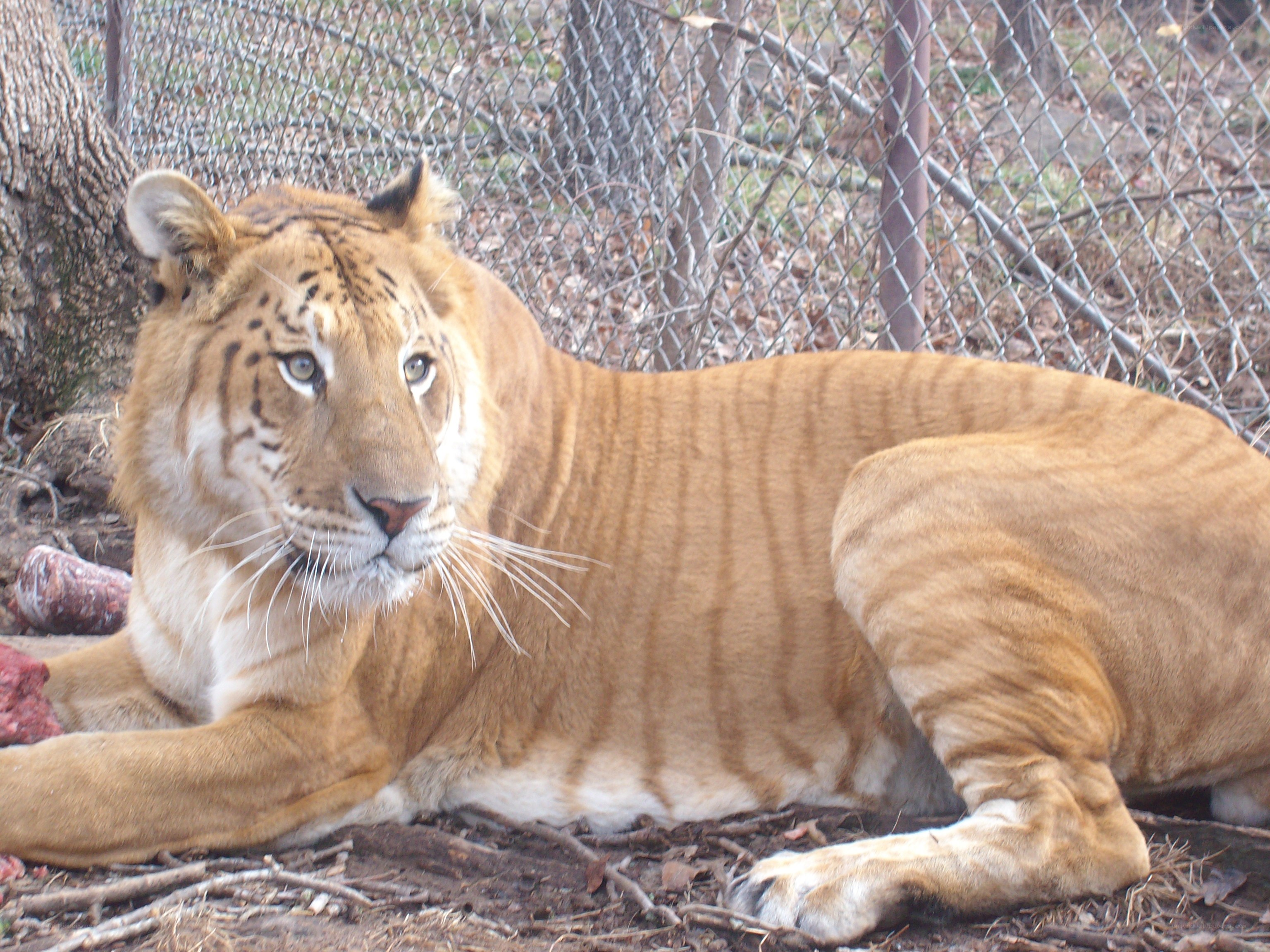 tiger resting in enclosure