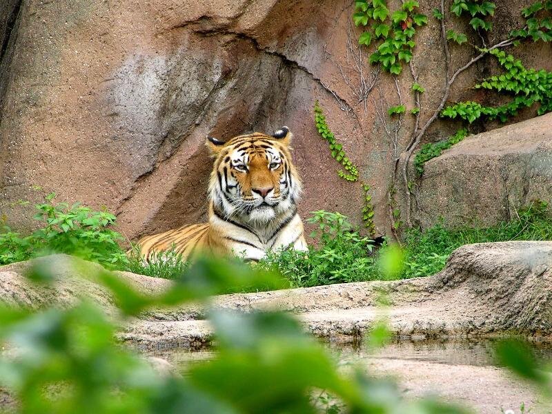 Tiger Resting in Enclosure — Orange, Calm
