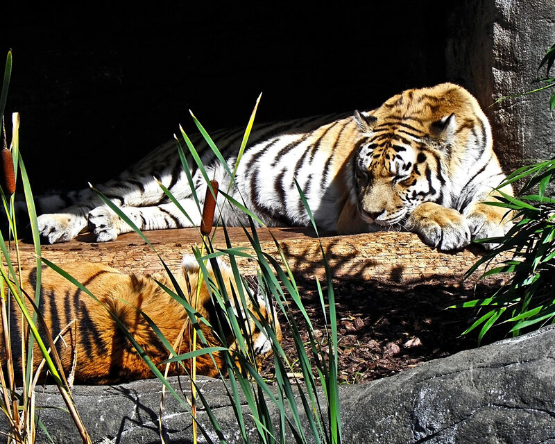 Tiger Resting in Enclosure — Orange