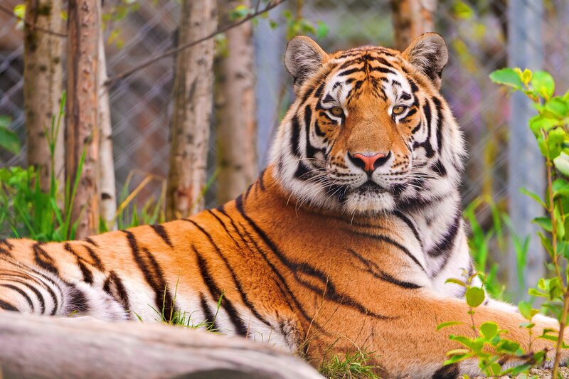 Tiger resting in enclosure