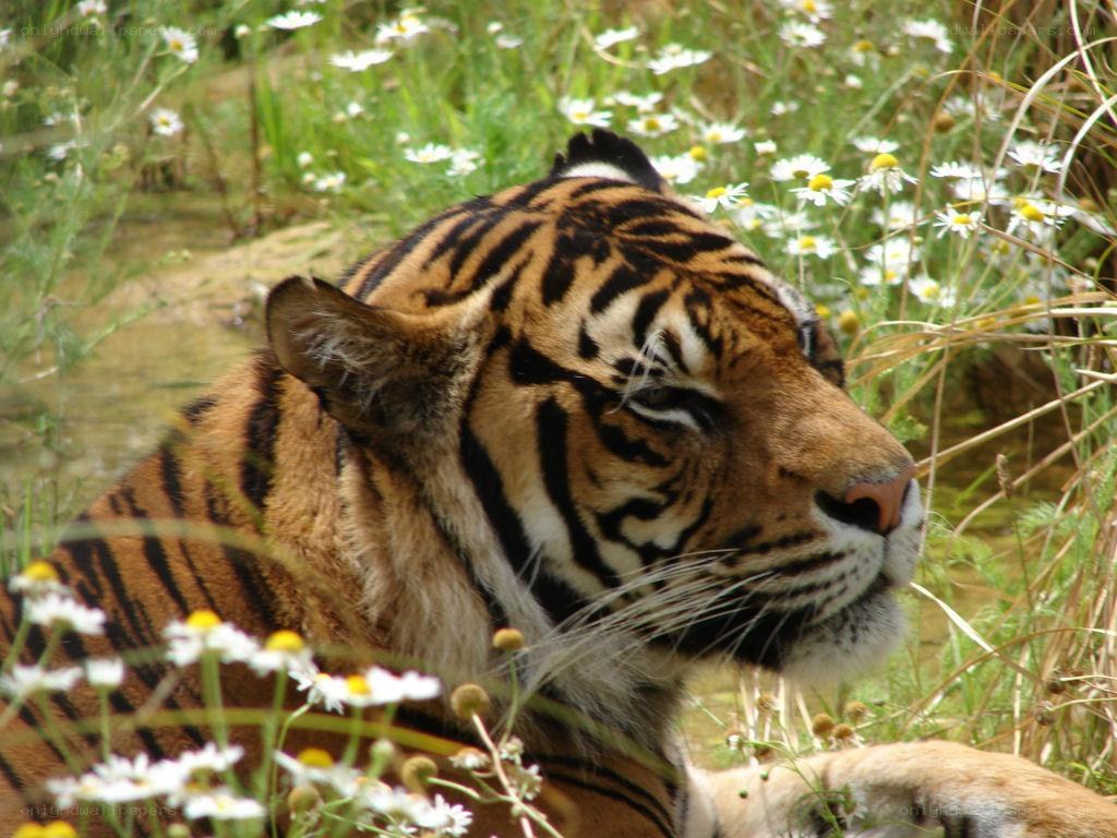 Tiger resting in flowers