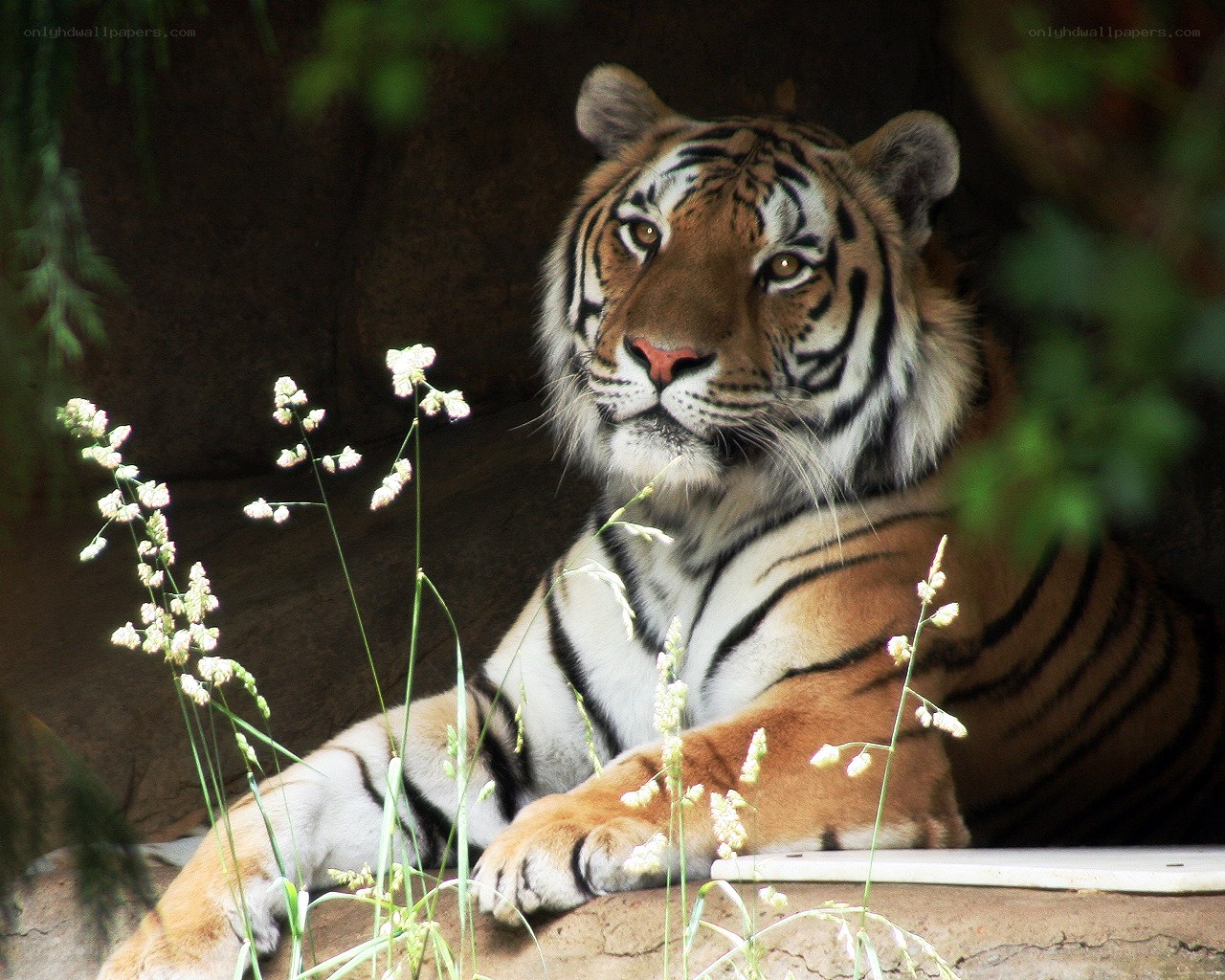 Tiger resting in foliage