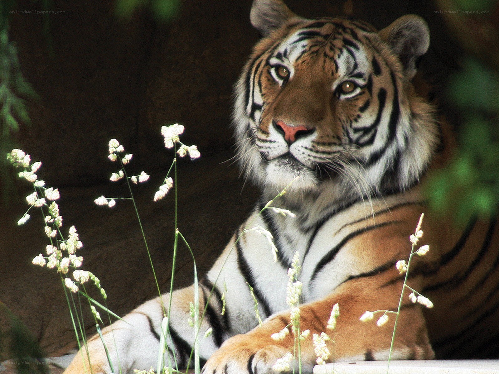Tiger resting in foliage