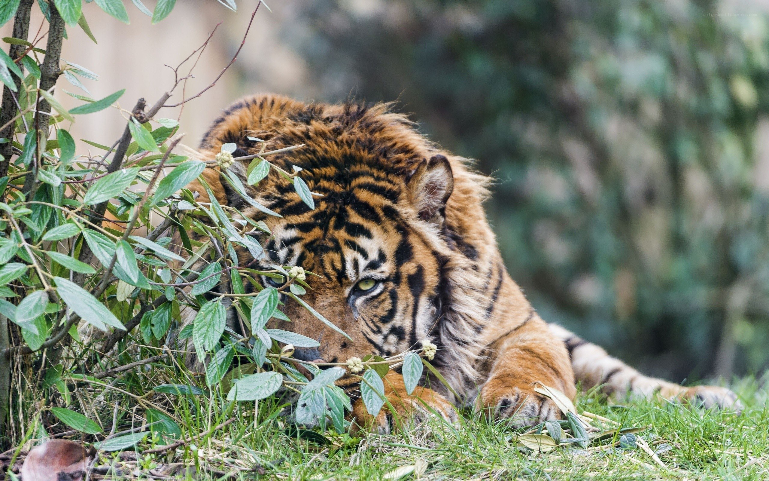 tiger resting in foliage