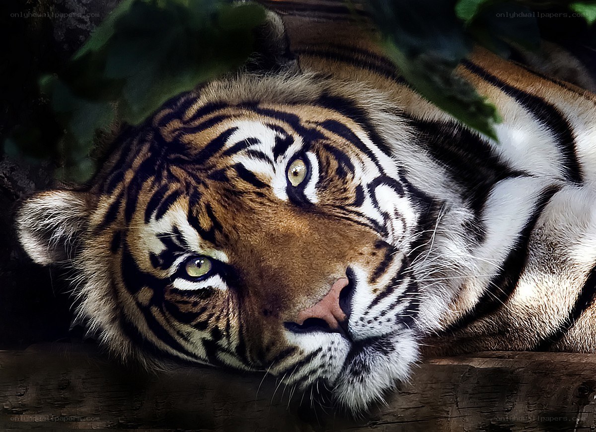 tiger resting in foliage