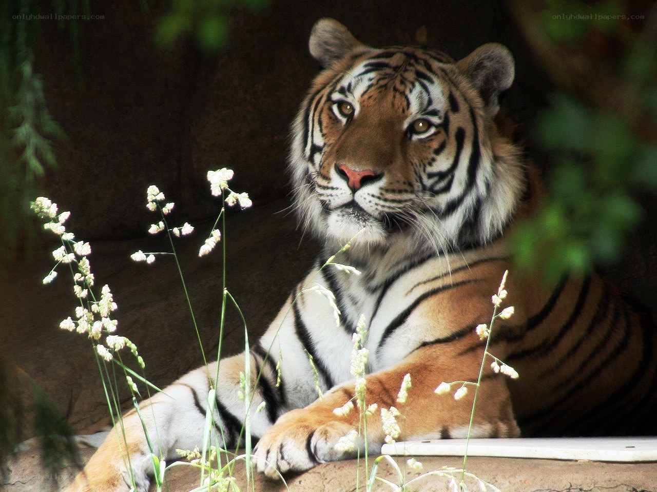 Tiger resting in foliage