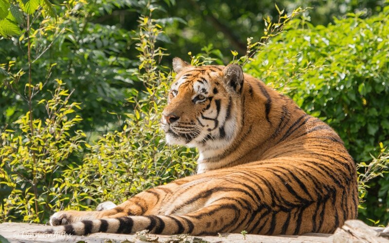 Tiger Resting in Foliage — Orange