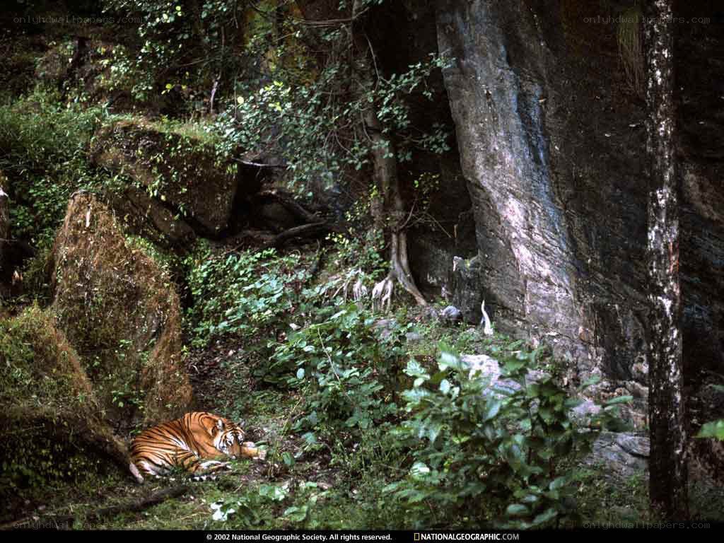 Tiger resting in forest