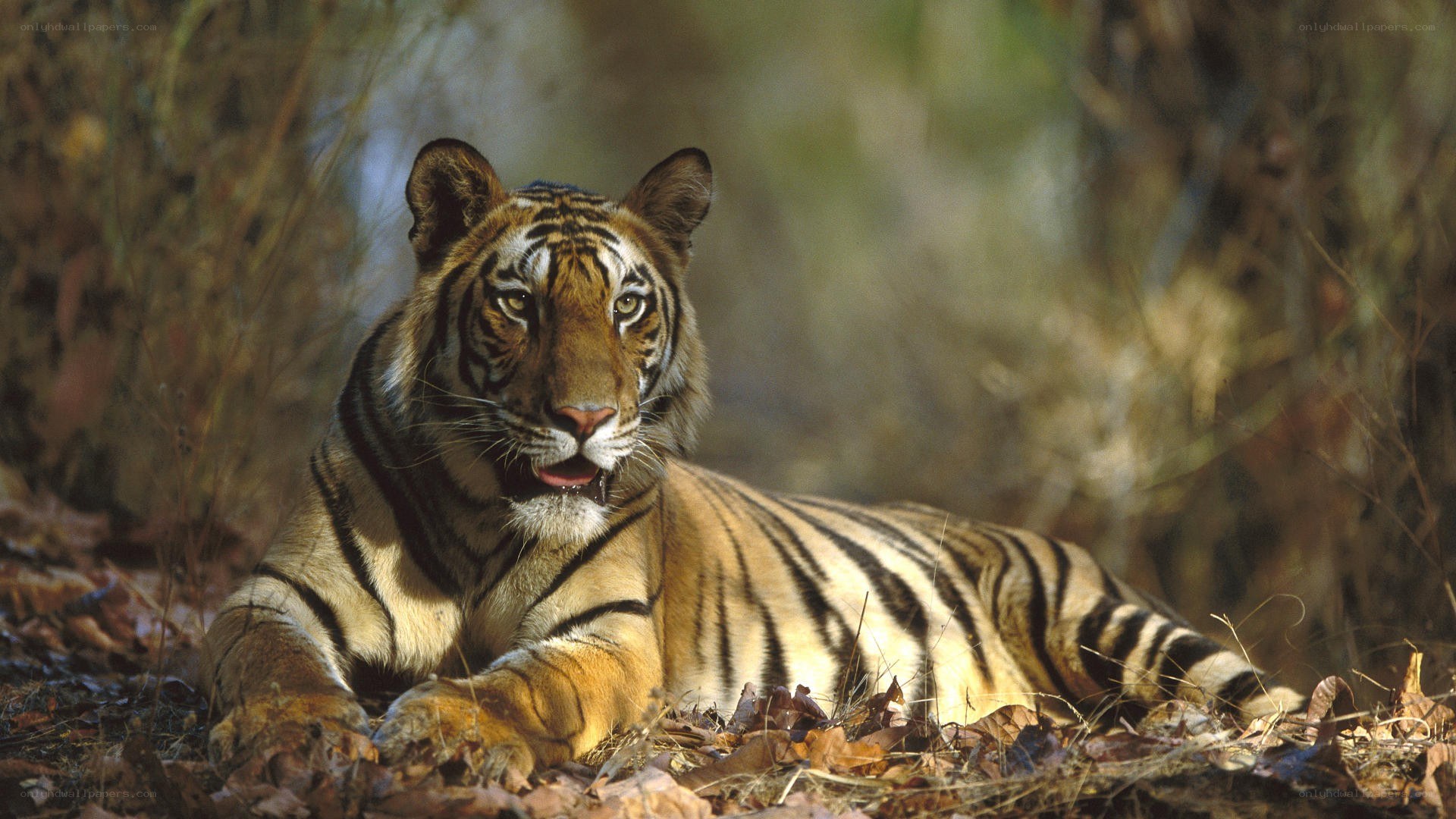 Tiger resting in forest