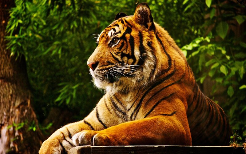 tiger resting in forest