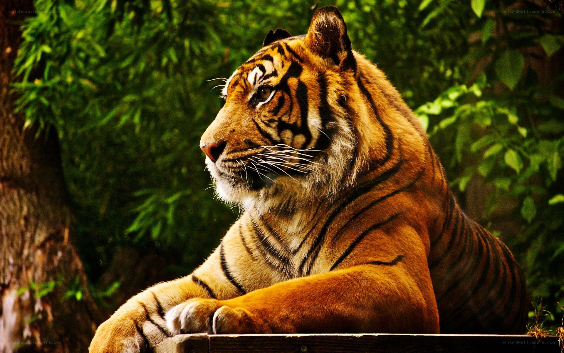 tiger resting in forest