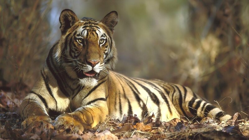 Tiger resting in forest