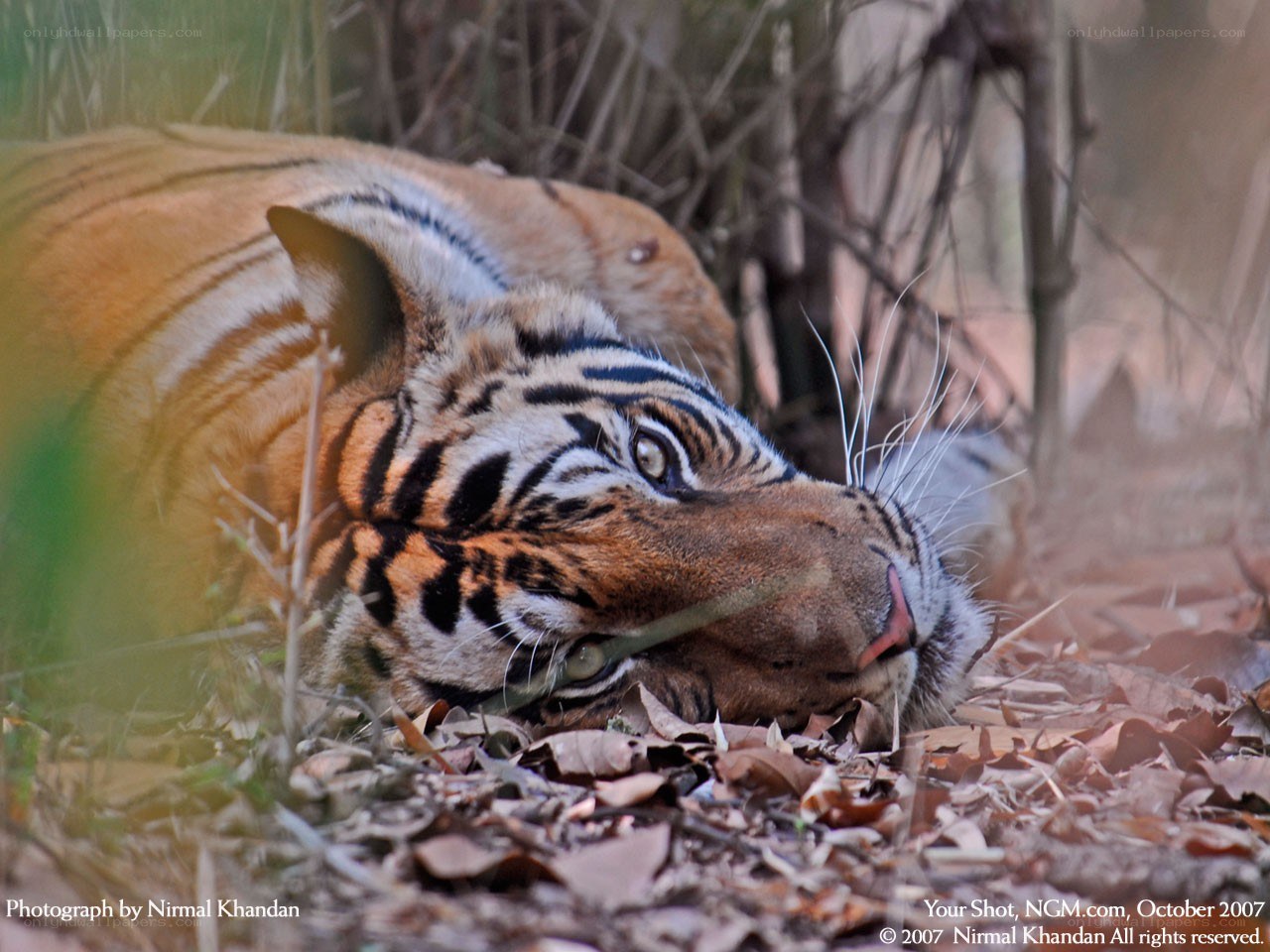 Tiger resting in forest