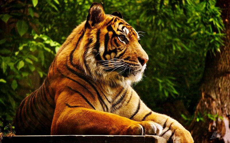 tiger resting in forest