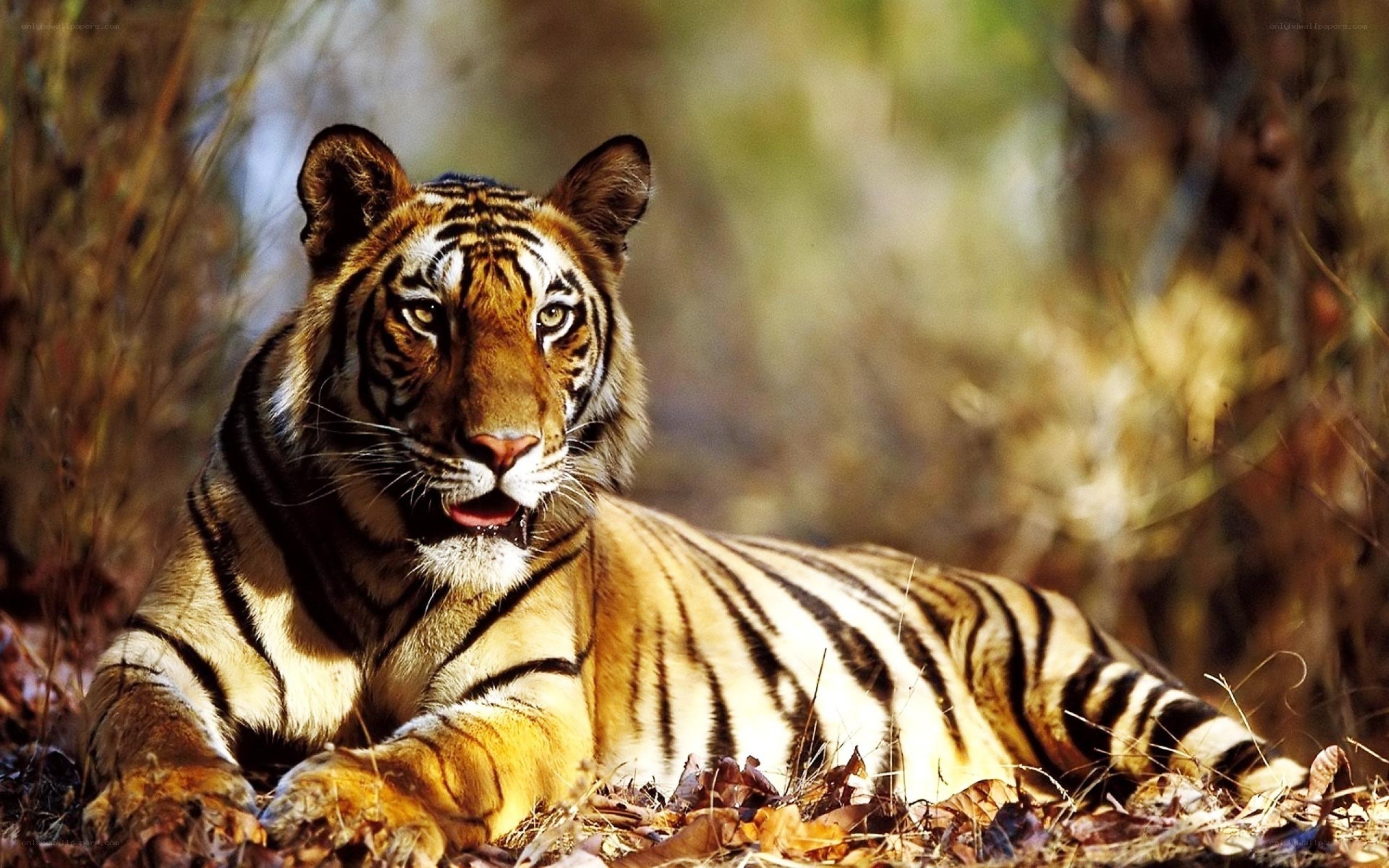 Tiger resting in forest