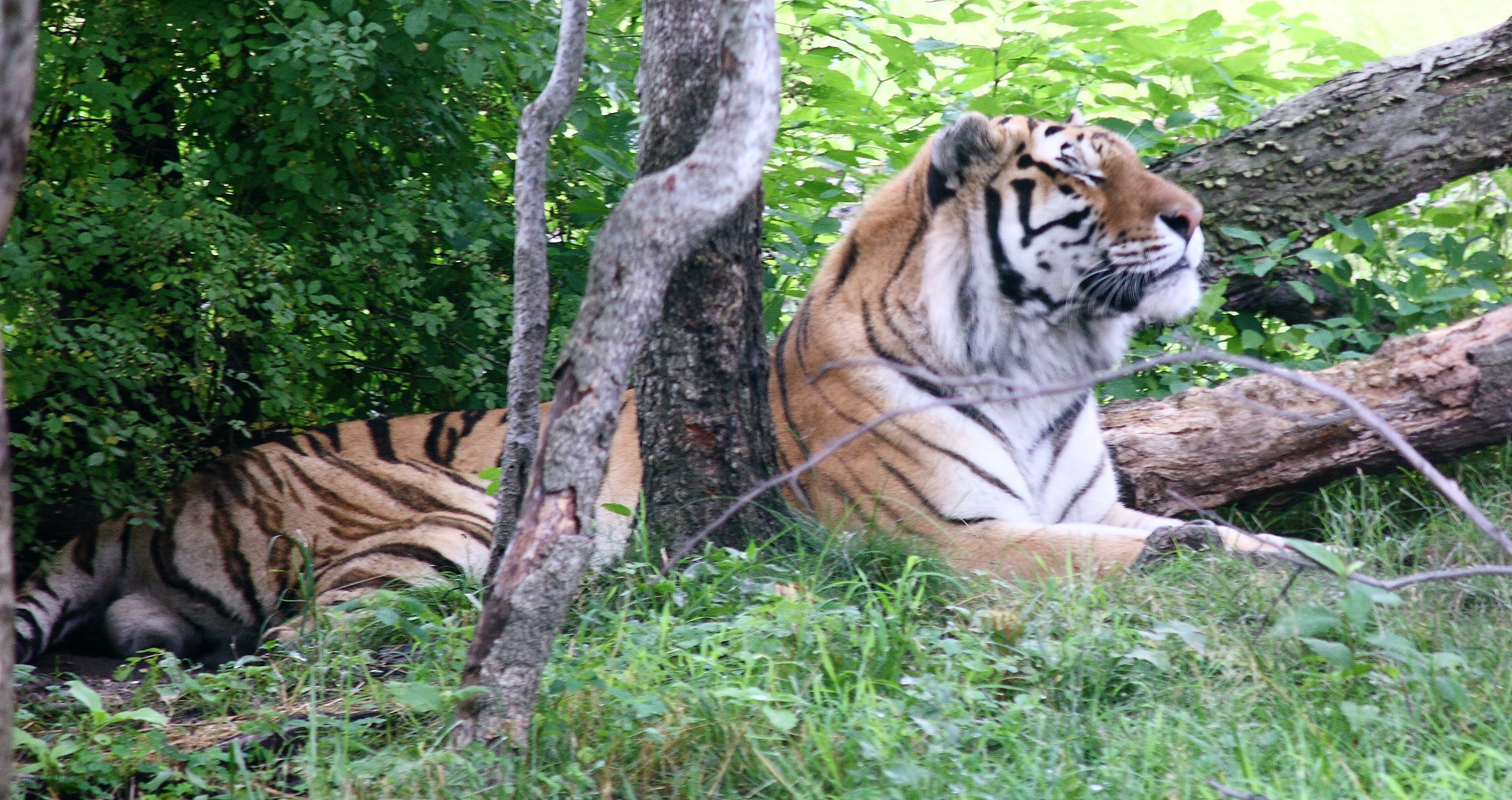 Tiger resting in forest