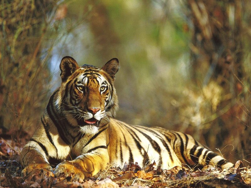 Tiger resting in forest