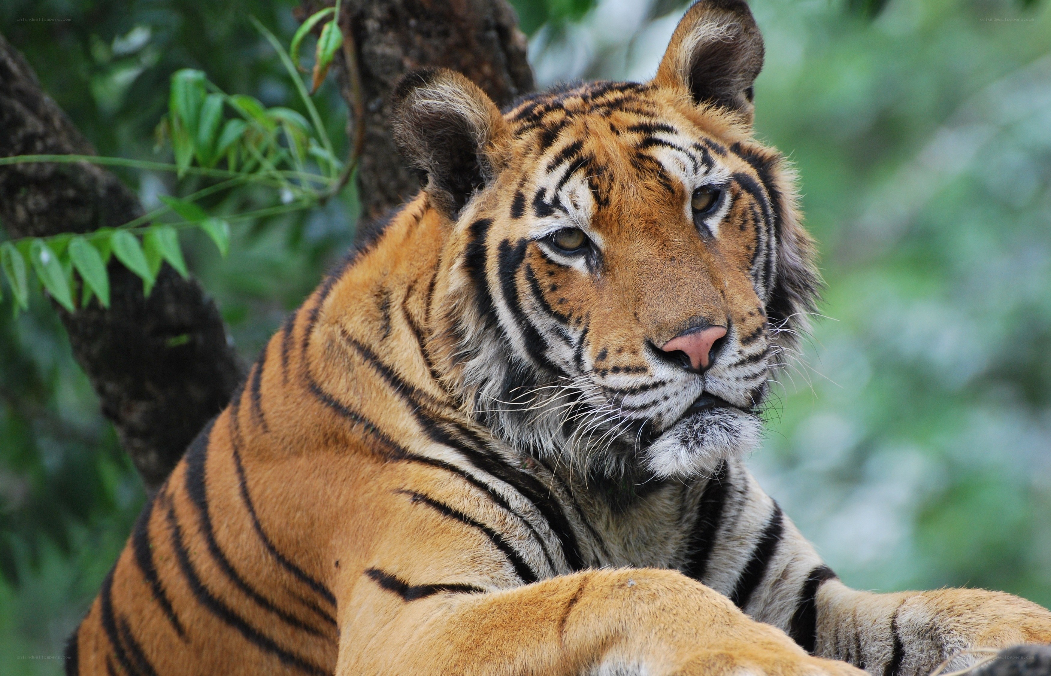 Tiger resting in forest