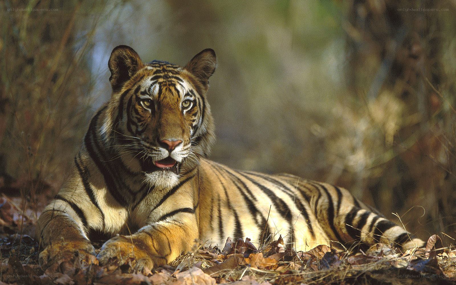 tiger resting in forest