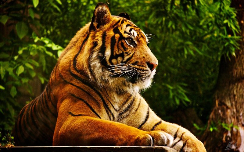 Tiger Resting in Forest — Orange, Calm, Afternoon, Photograph