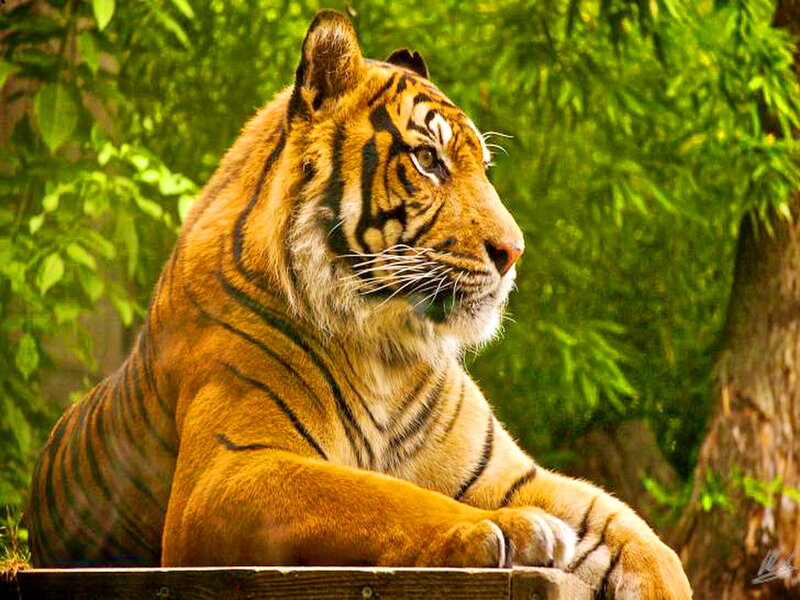 Tiger Resting in Forest — Orange, Calm, Afternoon, Photograph, Trees, Wooden Platform
